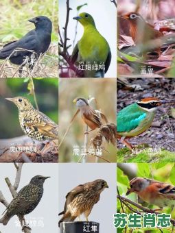 树上小鸟是什么生肖?欲钱看树上小鸟正确答案 树上小鸟是什么生肖?欲钱看树上小鸟正确答案