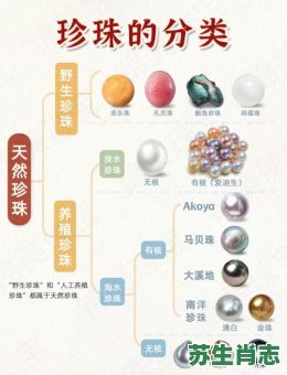 珍珠是什么生肖？珍珠打一准确生肖