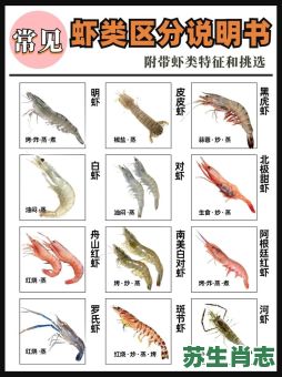 虾是什么生肖？虾解一正确生肖