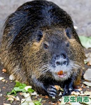 成群结队是什么生肖?成群结队打一准确动物 成群结队是什么生肖?成群结队打一准确动物