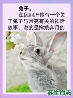 岸是什么生肖？岸打正确一个生肖