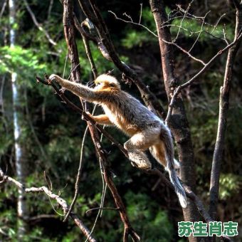 抓耳挠腮是什么生肖？抓耳挠腮最正确动物