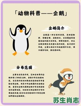 企鹅是什么生肖？企鹅打一正确答案生肖