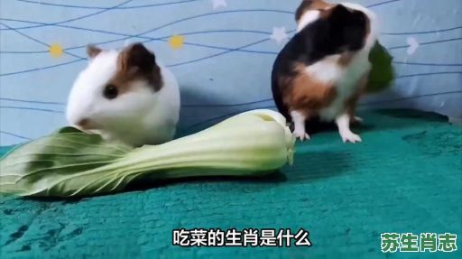 吃肉吃菜是什么生肖？吃肉吃菜最佳一肖