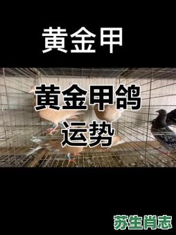 鸽子是什么生肖？鸽子打一最佳生肖