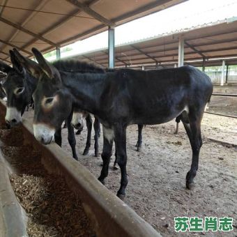 驴是什么生肖？驴打一准确生肖