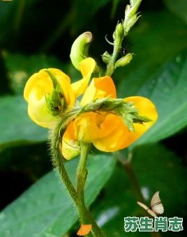 百花争艳是什么生肖？百花争艳打一正确动物