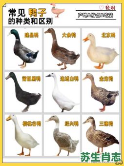 鸭子是什么生肖？鸭子打一准确生肖