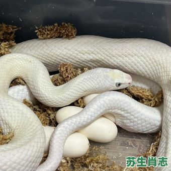 白娘子是什么生肖？白娘子打一准确动物