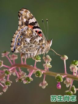 彩蝶是什么生肖？彩蝶打一个最佳生肖