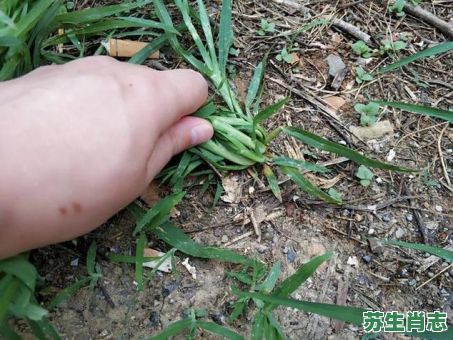野草是什么生肖?野草打一准确动物 野草是什么生肖?野草打一准确动物