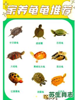 龟是什么生肖?乌龟打一准确生肖 龟是什么生肖?乌龟打一准确生肖