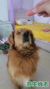 全神贯注是什么生肖？全神贯注准确打一动物