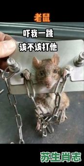 老鼠过街人人打是什么生肖？老鼠过街最正确一肖