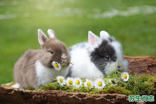 众望所归是什么生肖？众望所归准确打一动物