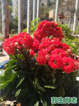 七八月间花儿开是什么生肖？七八月间花儿开正确答案