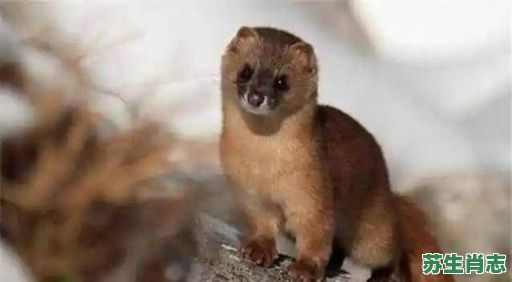 无头无脑是什么生肖？无头无脑打一准确动物