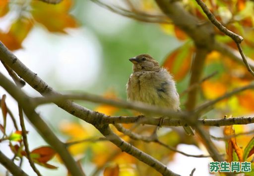 粗枝大叶是什么生肖?粗枝大叶打一准确动物 粗枝大叶是什么生肖?粗枝大叶打一准确动物