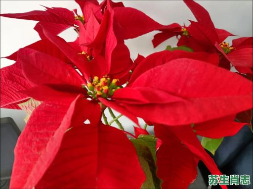 红花吐艳是什么生肖？红花吐艳打一准确生肖