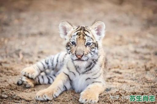 豹禅是什么生肖？貂蝉打一最准确生肖