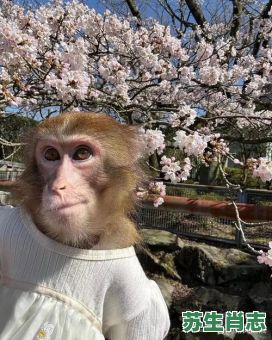 吃官司是什么生肖？吃官司打一准确动物