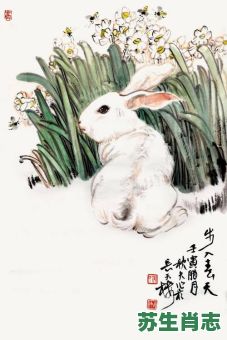 蟾宫玉兔上瑶台是什么生肖？蟾宫玉兔打一准确生肖