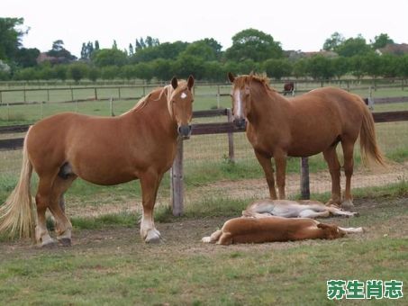 站着睡觉的是什么生肖？站着睡觉正确答案一肖