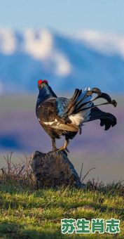 琴是什么生肖？琴打一个准确动物