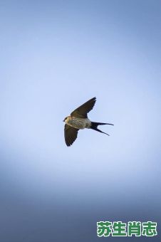南来燕是什么生肖？南来燕打一准确动物