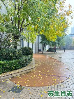 秋雨是什么生肖？秋雨打一准确生肖