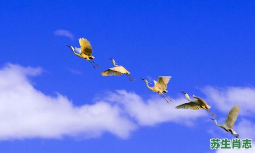 天空是什么生肖？天空打一准确动物