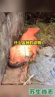 孤陋寡闻是什么生肖？孤陋寡闻打一准确动物