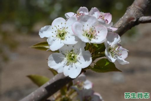 春回大地梨花开是什么生肖?春回大地梨花开打一生肖 春回大地梨花开是什么生肖?春回大地梨花开打一生肖