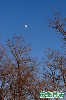 春宵一刻值千金是什么生肖？春宵一刻生肖正确的答案