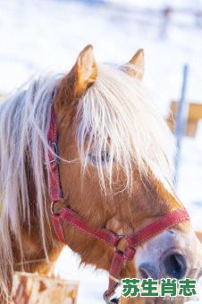 旷是什么生肖？旷野横生打一最佳动物