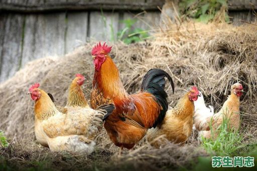 吃肉动物是什么生肖？喜欢吃肉是什么动物