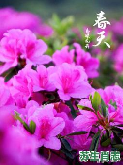 杜鹃是什么生肖?杜鹃是什么花 杜鹃是什么生肖?杜鹃是什么花