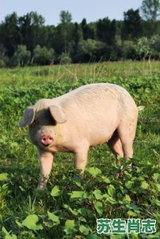 最大的生肖是什么动物？最大的动物是指哪一肖