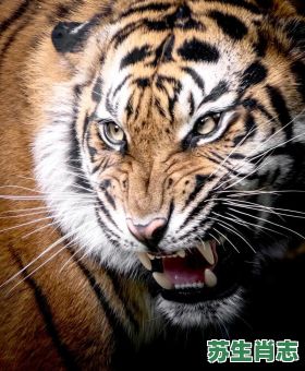 大恶人是什么生肖？恶人打一正确动物