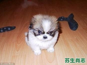 邪恶的生肖是什么？象征邪恶的动物