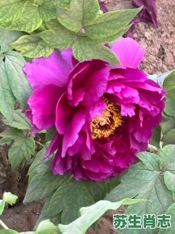 国色天香 是什么生肖？国色天香指的是什么花