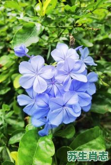 蓝花是什么生肖？蓝花打一最佳生肖