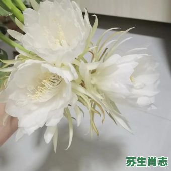 昙花是什么生肖?昙花一现打一数字 昙花是什么生肖?昙花一现打一数字