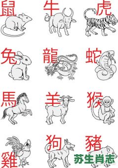 用是什么生肖？不字最正确生肖