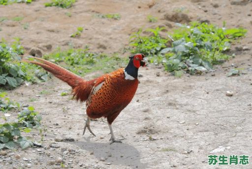 满天飞是什么生肖？满天飞打一准确动物