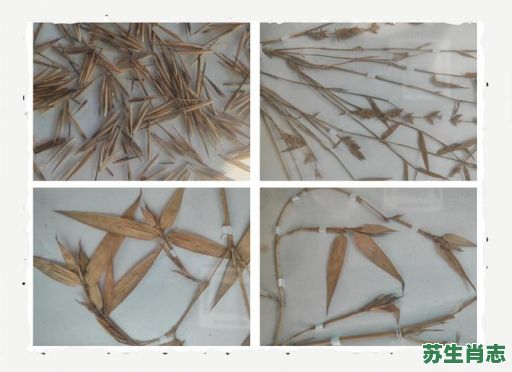 竹花是什么生肖？竹花打一个最准确的生肖