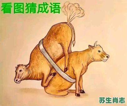 两头牛是什么生肖？两头牛打一个最佳答案