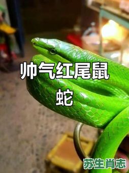 红尾巴是什么生肖？红尾巴打一最佳动物