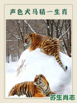 奖是什么生肖?正确答案是什么生肖 奖是什么生肖?正确答案是什么生肖