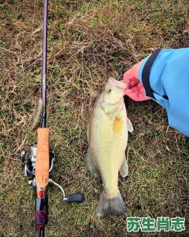 鱼杆是什么生肖？鱼杆打一最准确生肖